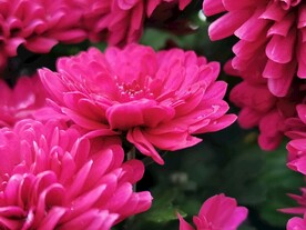 特色菊花