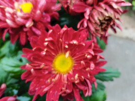 特色菊花