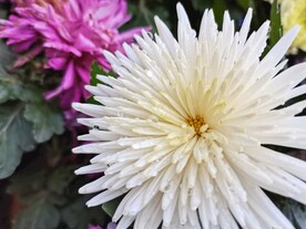 特色菊花