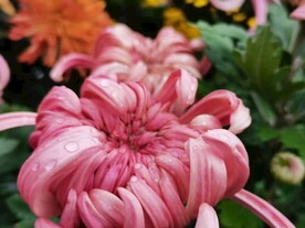 特色菊花