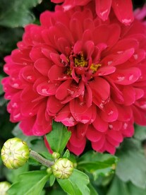 特色菊花