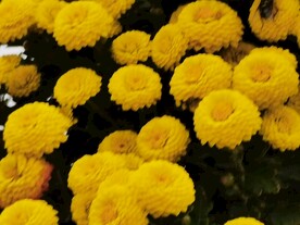 菊花