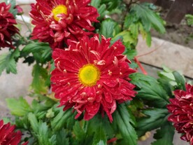 菊花