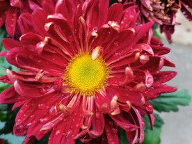 菊花
