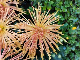 菊花