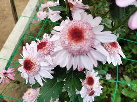 菊