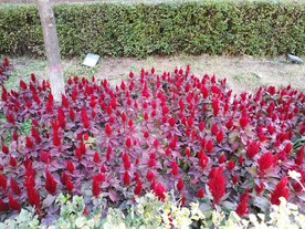 花坛