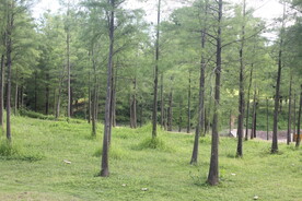 坪山湿地公园