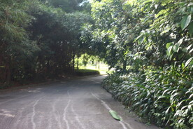 坪山湿地公园