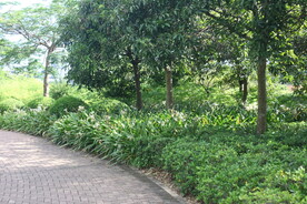 坪山湿地公园