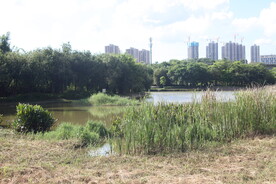 坪山湿地公园