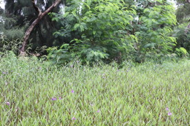 深圳坝光