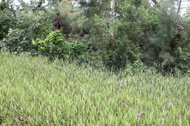 深圳坝光
