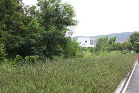 深圳坝光