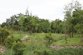 深圳坝光