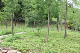 深圳坝光