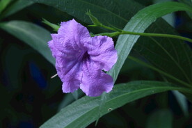 蓝花草