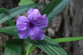 蓝花草 