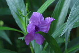 蓝花草 
