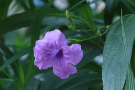 蓝花草 