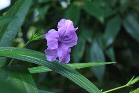 蓝花草