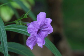 蓝花草 
