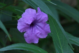 蓝花草