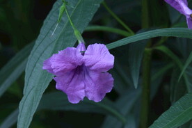 蓝花草 