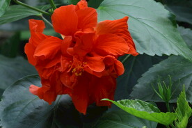 朱槿花 