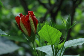 朱槿花