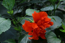 朱槿花 
