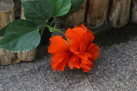 朱槿花 