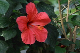 朱槿花