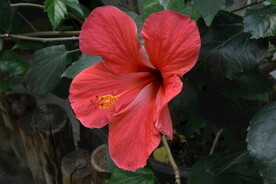 朱槿花