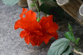 朱槿花