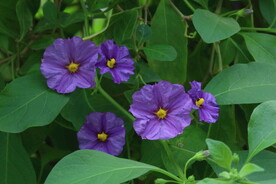 蓝花茄 