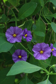 蓝花茄 