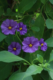 蓝花茄 