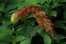 虾衣花 