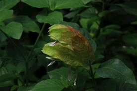 虾衣花 