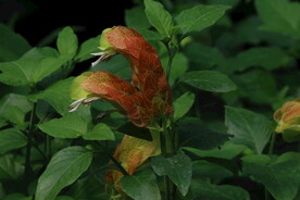 虾衣花 