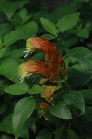 虾衣花