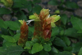 虾衣花 