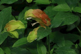 虾衣花 