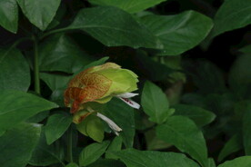 虾衣花 
