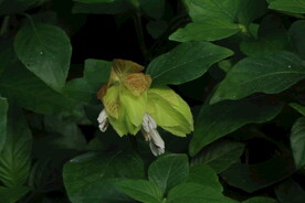 虾衣花