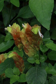 虾衣花 