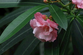 夹竹桃花 