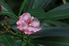 夹竹桃花