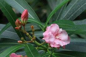 夹竹桃花 